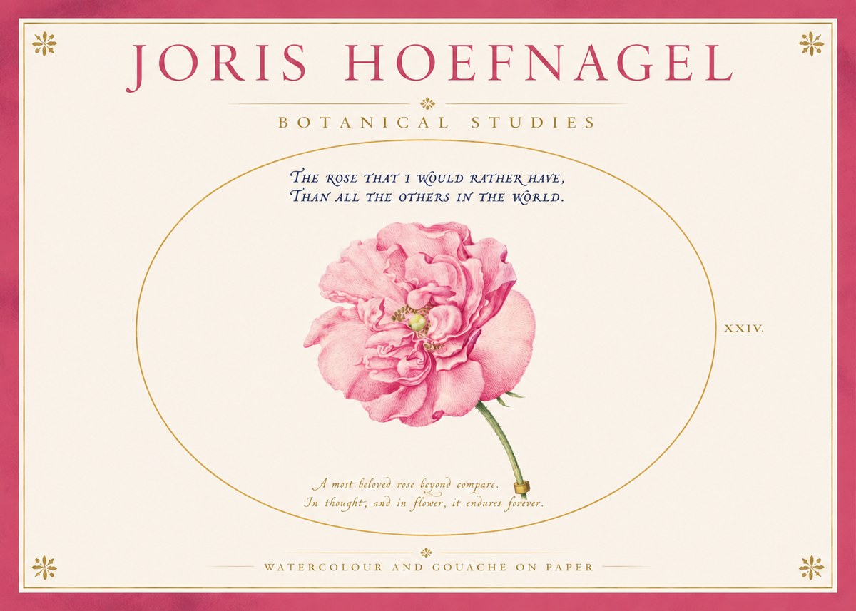 Joris Hoefnagel A Pink Damask Rose No4 - Plakát