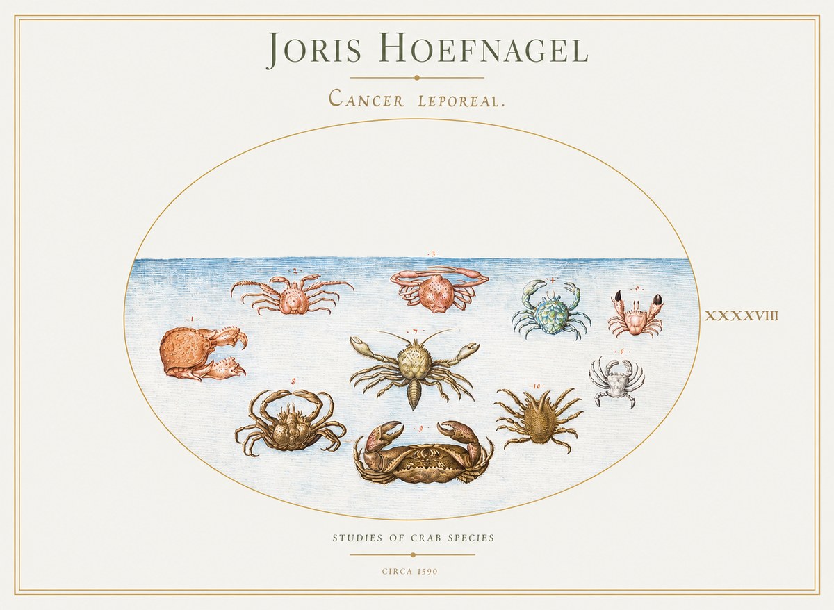 Joris Hoefnagel Cancer Leporeal. No1 - Plakát