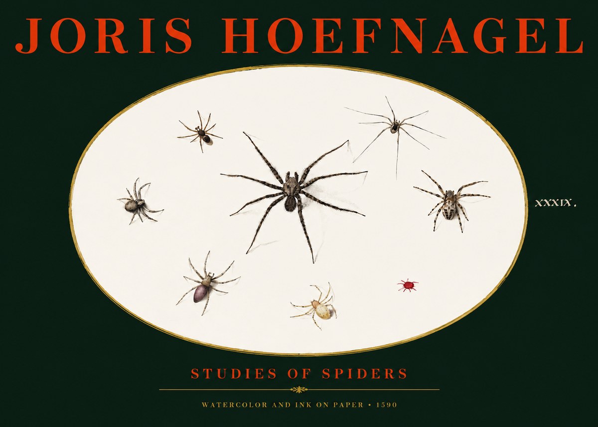 Joris Hoefnagel Studies of Spiders II No3 - Plakát