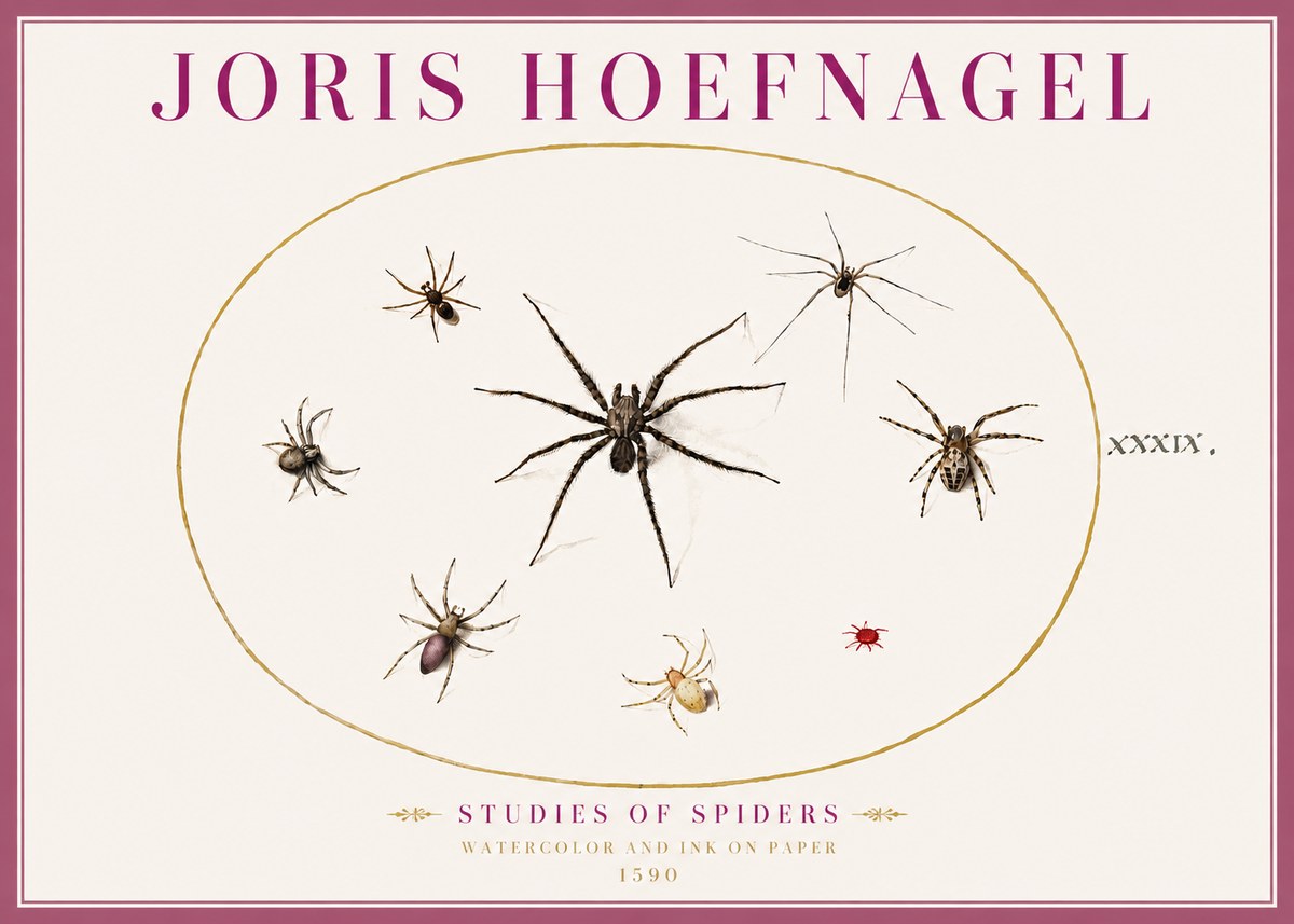 Joris Hoefnagel Studies of Spiders II No4 - Plakát