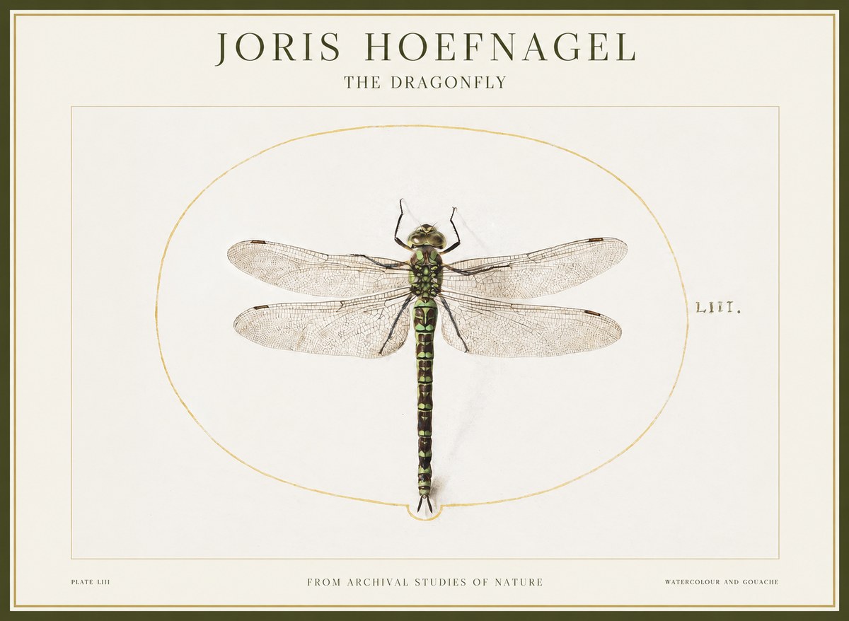Joris Hoefnagel The Dragonfly No1 - Plakát