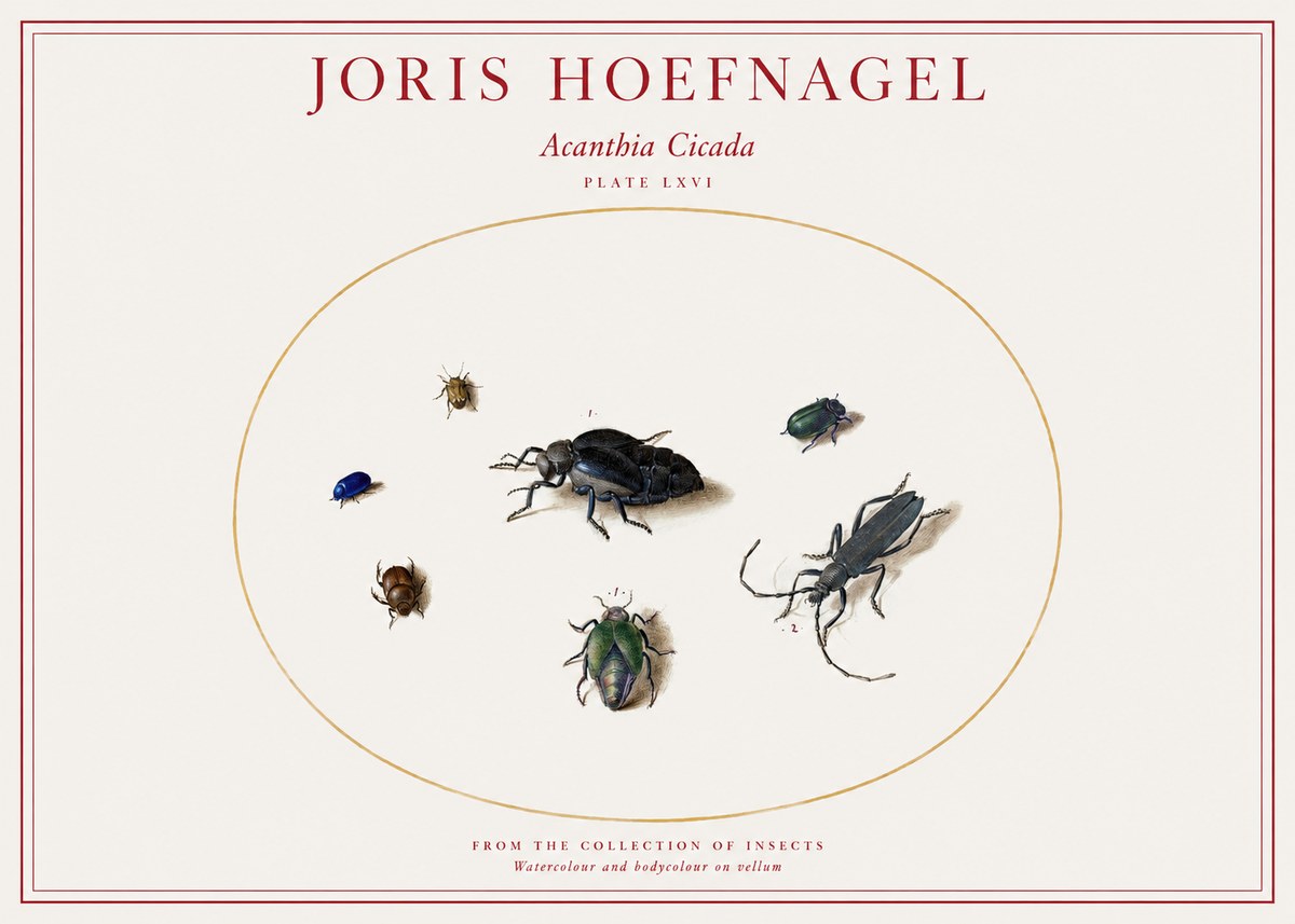 Joris Hoefnagel Acanthia Cicada No1 - Plakát