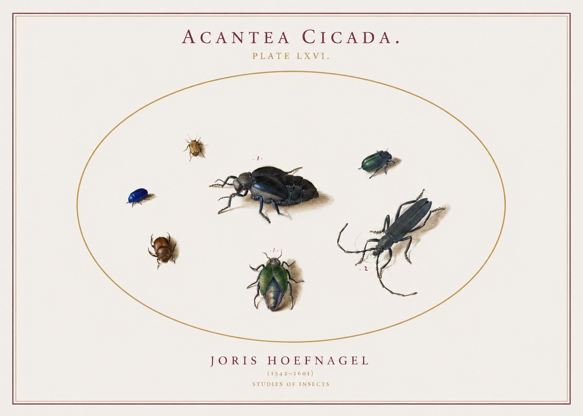 Joris Hoefnagel Acanthia Cicada No3 - Plakát