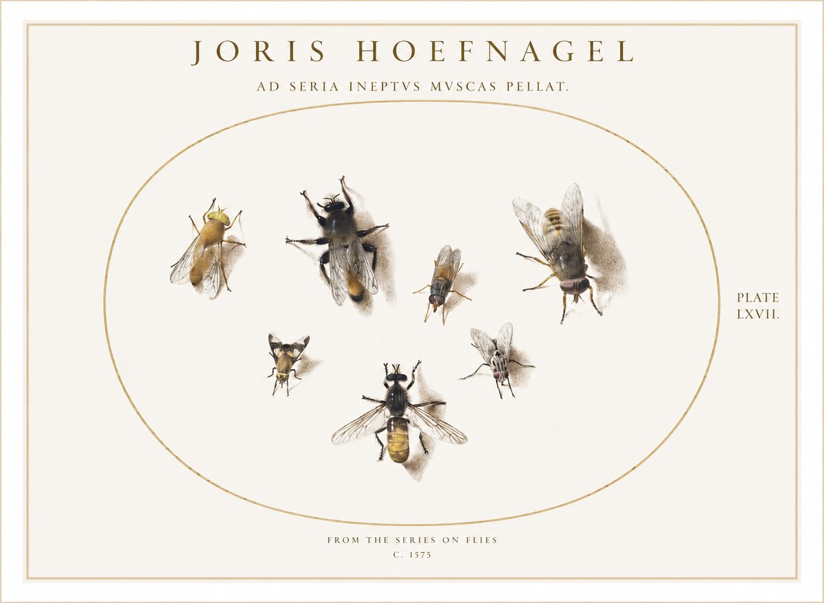 Joris Hoefnagel From the Series on Flies - Plate Lxvii. No1 - Plakát
