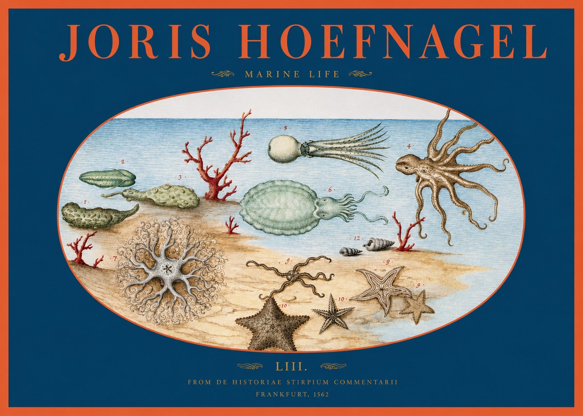 Joris Hoefnagel Marine Life No2 - Plakát