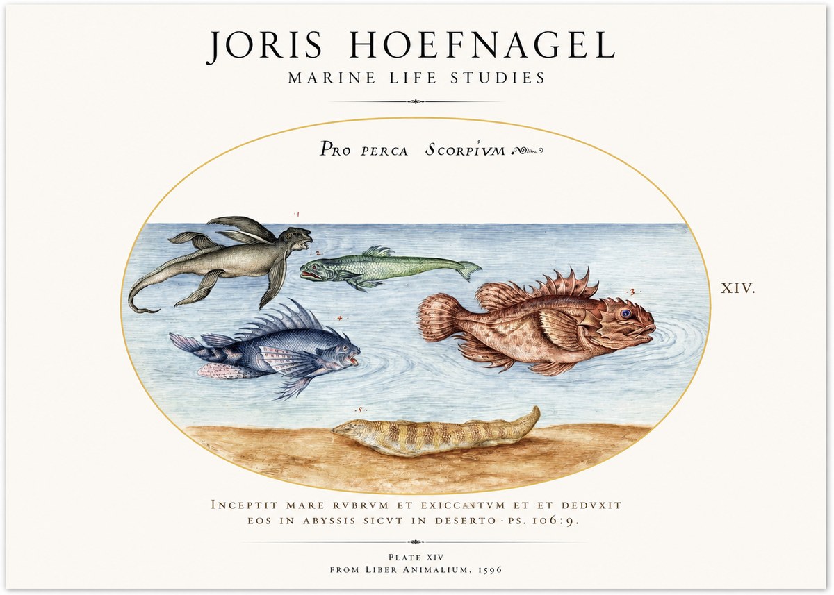 Joris Hoefnagel Pro Perca Scorpivm No3 - Plakát