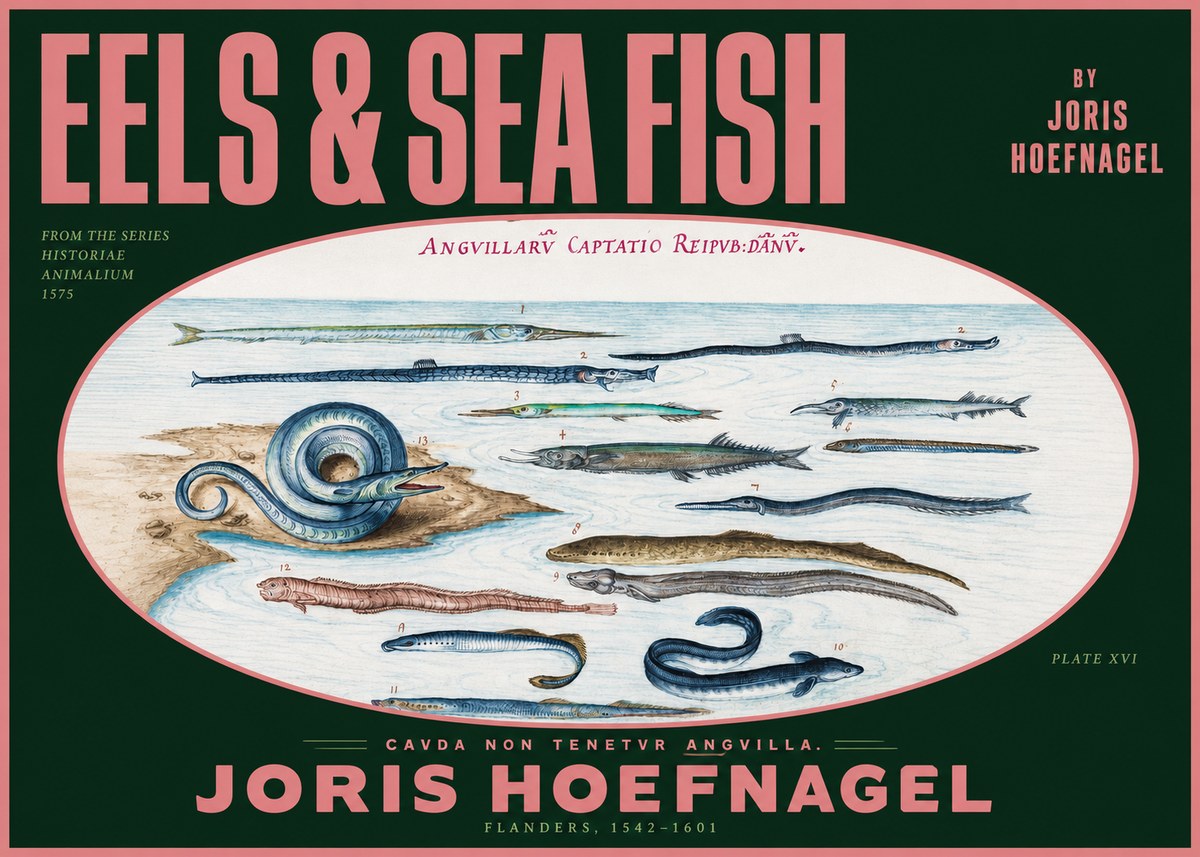 Joris Hoefnagel Eels and Sea Fish No2 - Plakát