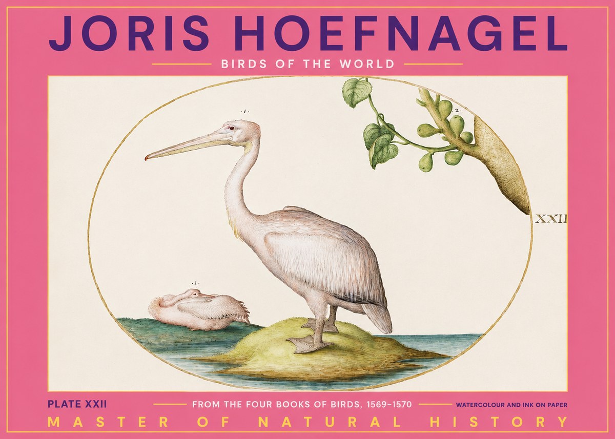 Joris Hoefnagel Plate Xxii No2 - Plakát