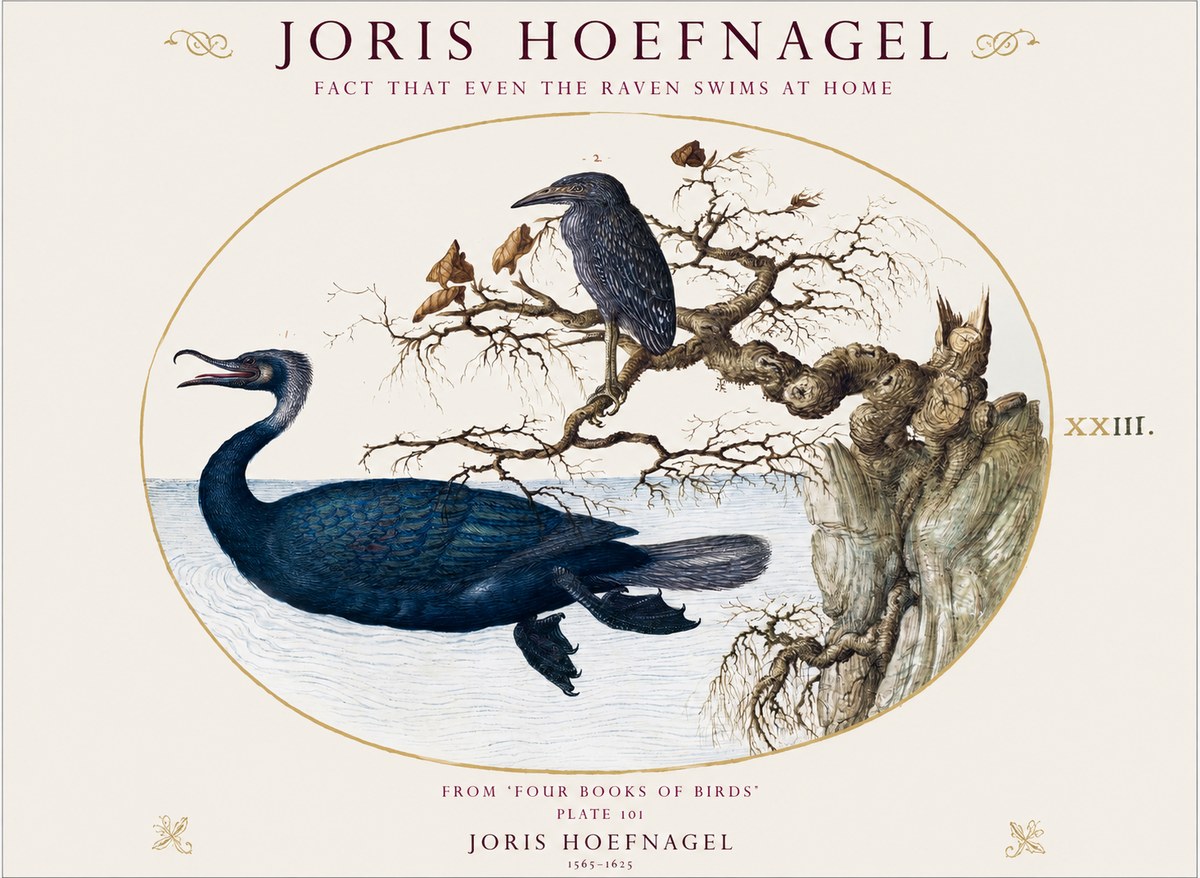 Joris Hoefnagel Fact That Even the Raven Swims at Home No1 - Plakát