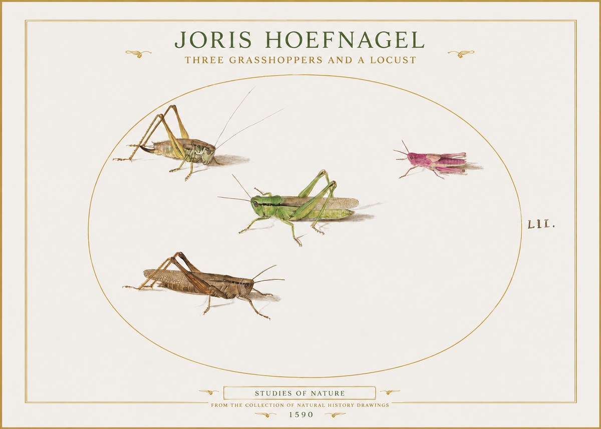 Joris Hoefnagel Three Grasshoppers and a Locust No1 - Plakát