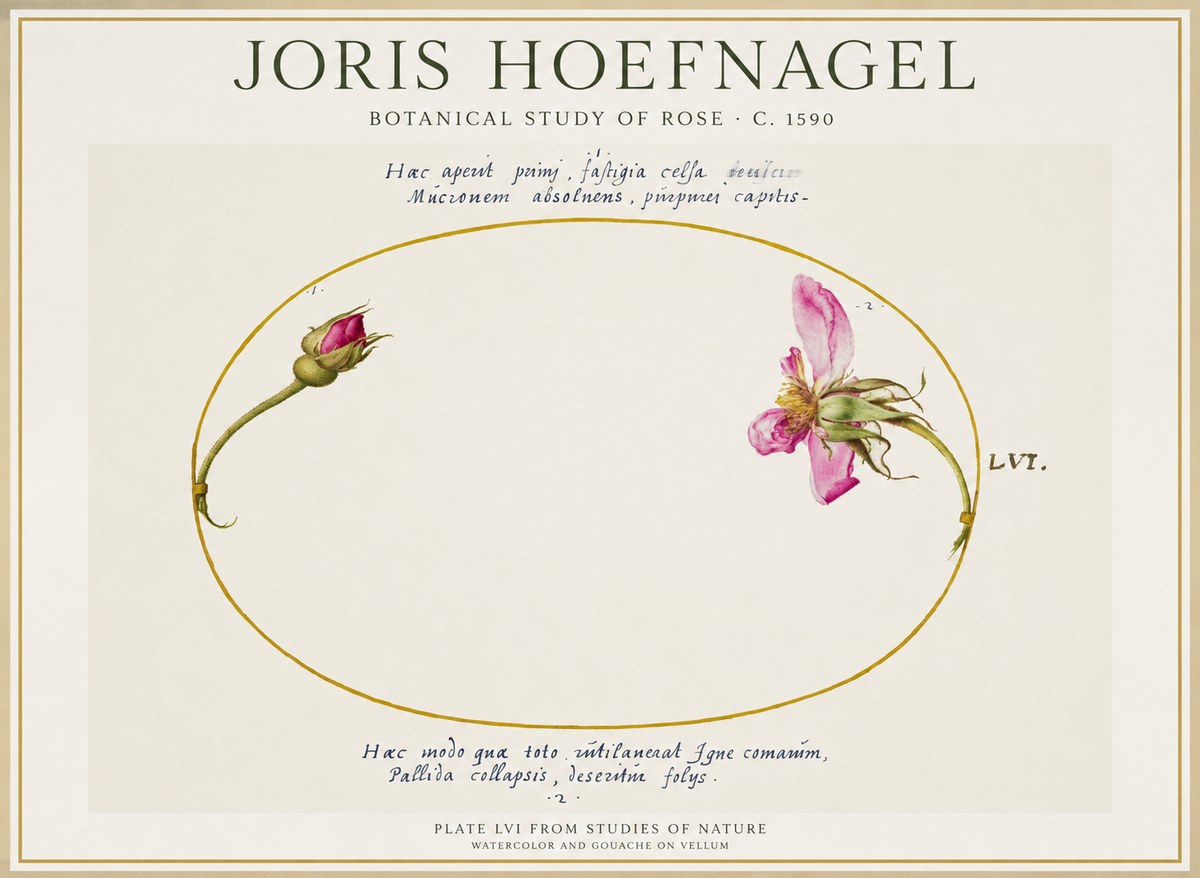 Joris Hoefnagel Botanical Study of Rose No1 - Plakát