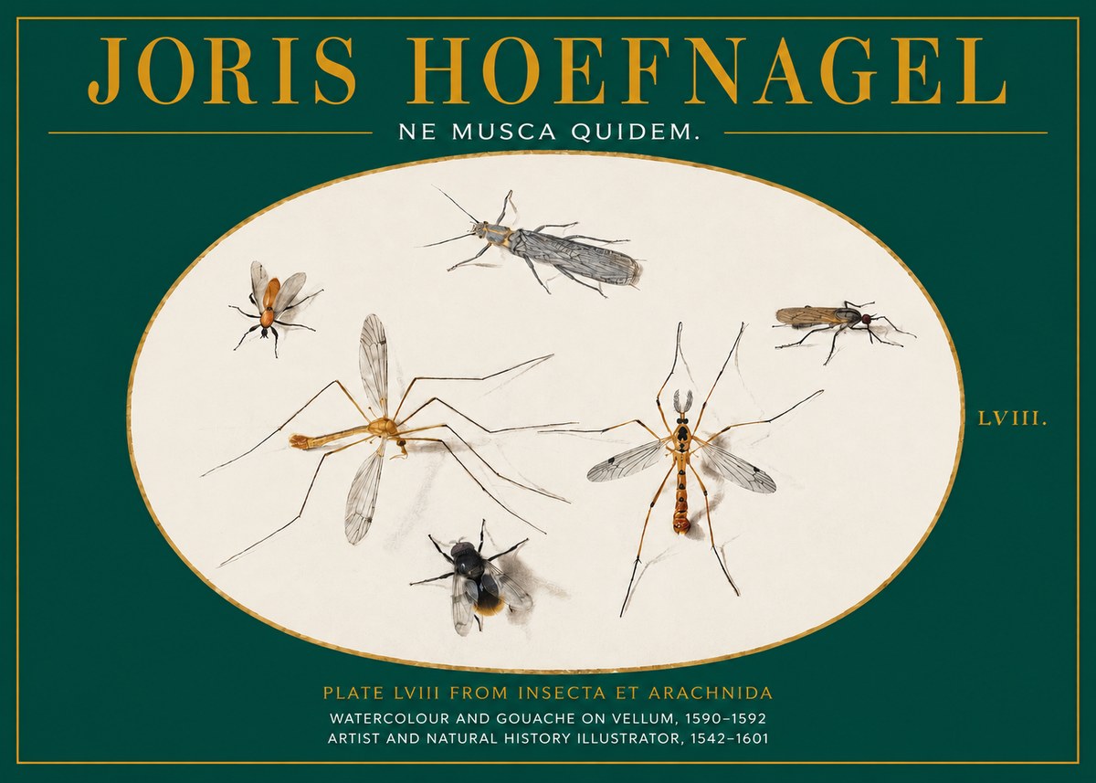 Joris Hoefnagel Plate Lviii from Insecta Et Arachnida No2 - Plakát