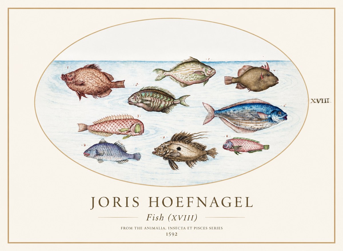 Joris Hoefnagel Studies of Fish I No2 - Plakát