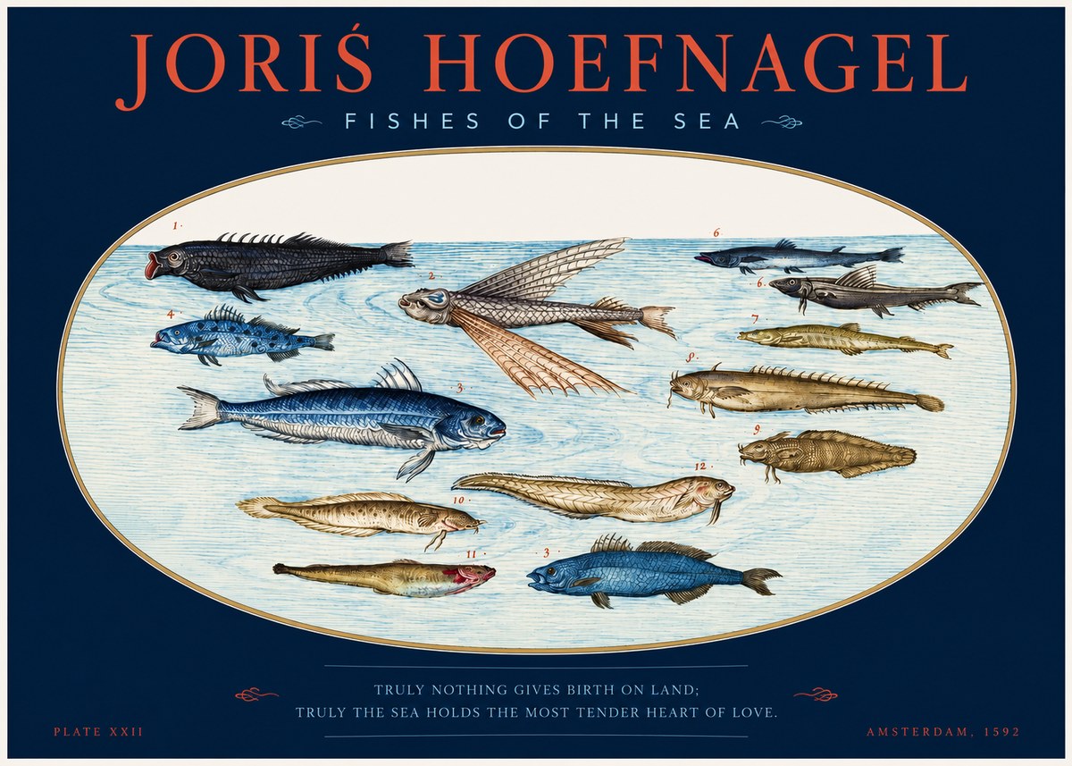 Joris Hoefnagel Fishes of the Sea I No2 - Plakát