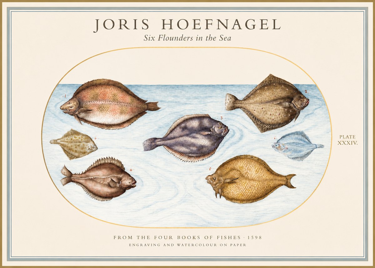 Joris Hoefnagel Six Flounders in the Sea No1 - Plakát