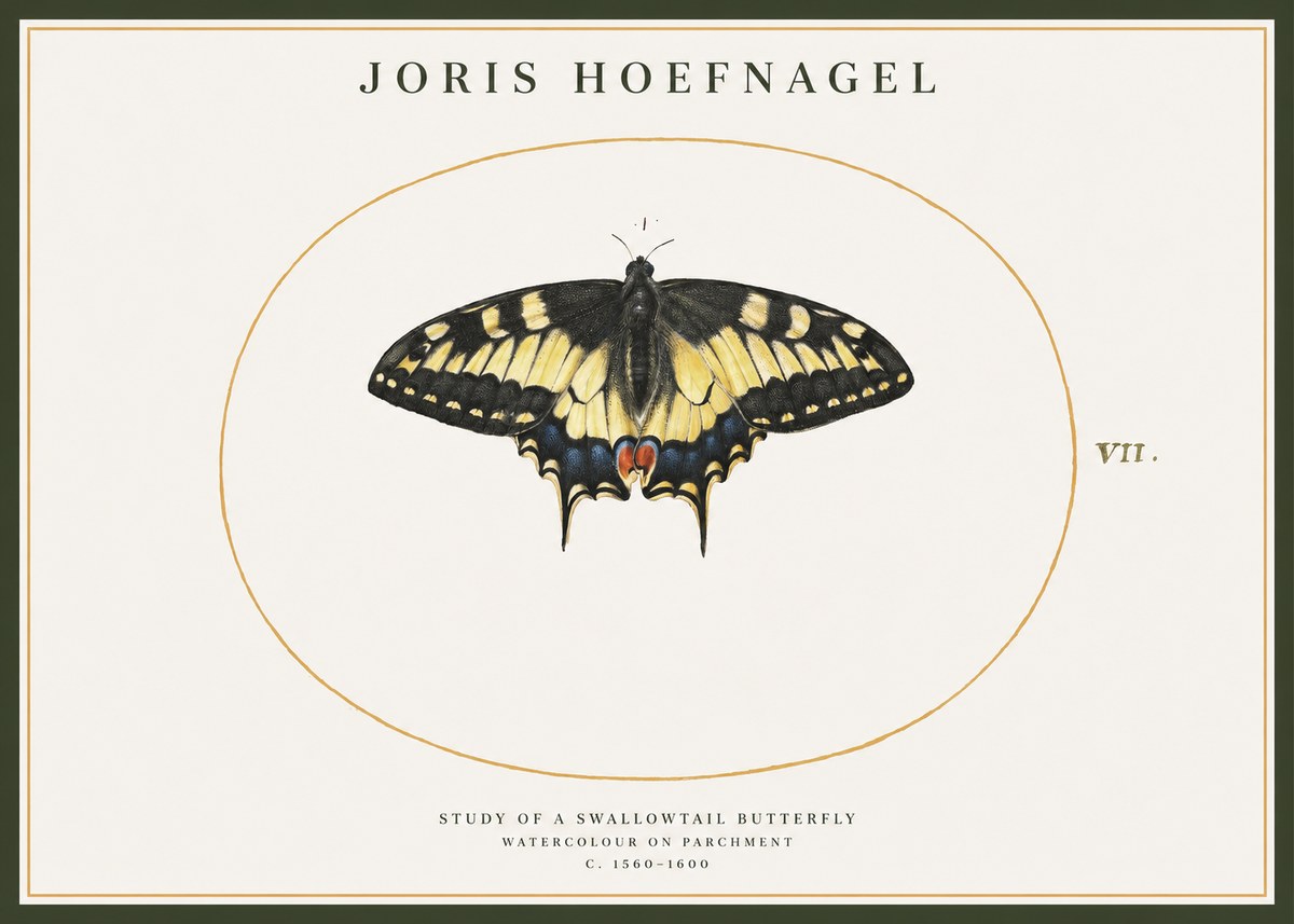 Joris Hoefnagel Study of a Swallowtail Butterfly No1 - Plakát