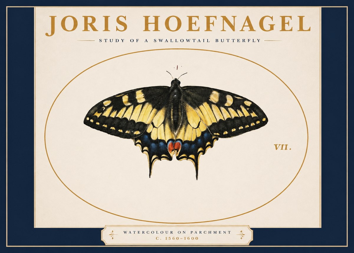 Joris Hoefnagel Study of a Swallowtail Butterfly No2 - Plakát