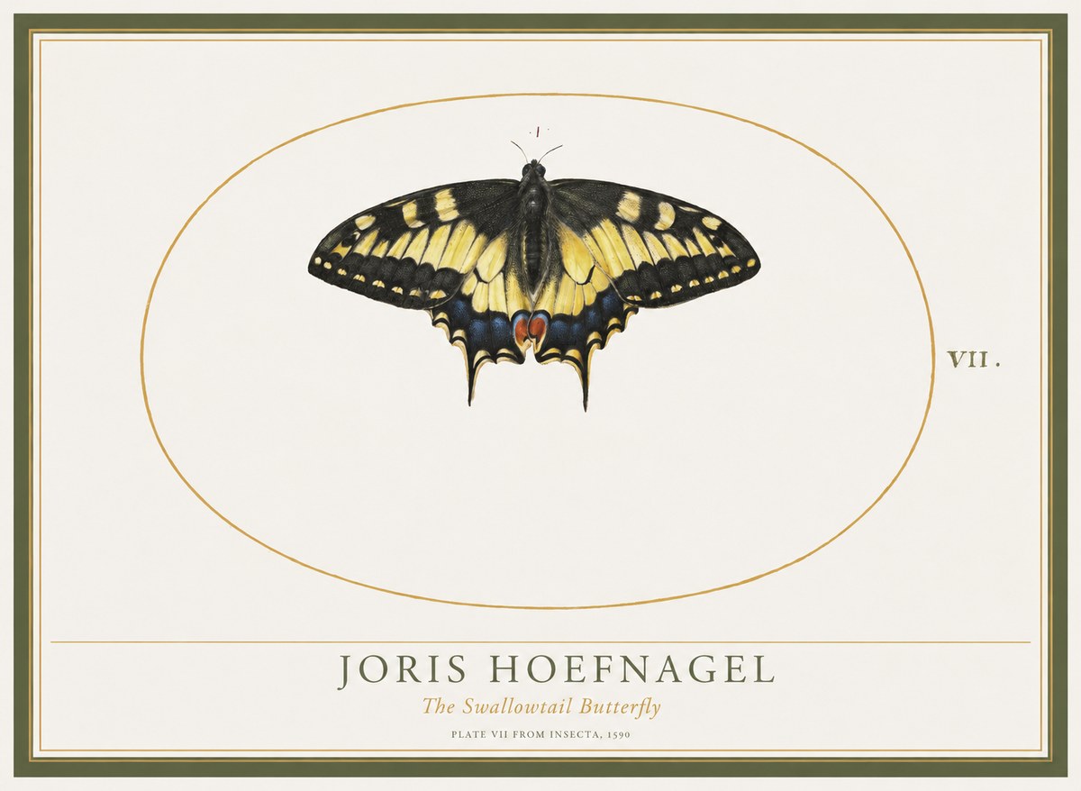 Joris Hoefnagel Study of a Swallowtail Butterfly No5 - Plakát
