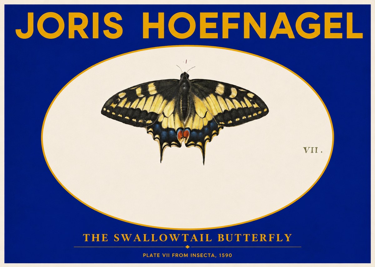 Joris Hoefnagel Study of a Swallowtail Butterfly No6 - Plakát