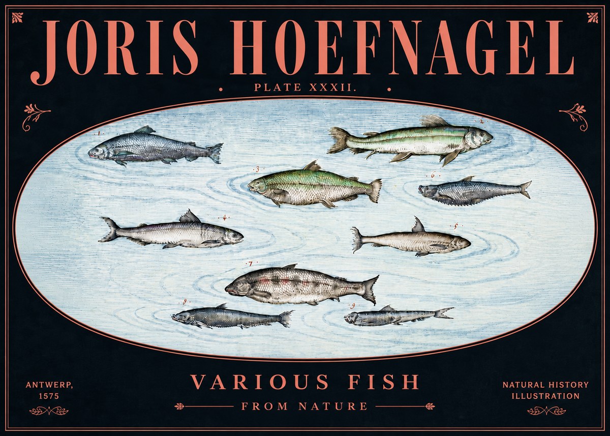 Joris Hoefnagel Various Fish from Nature No5 - Plakát