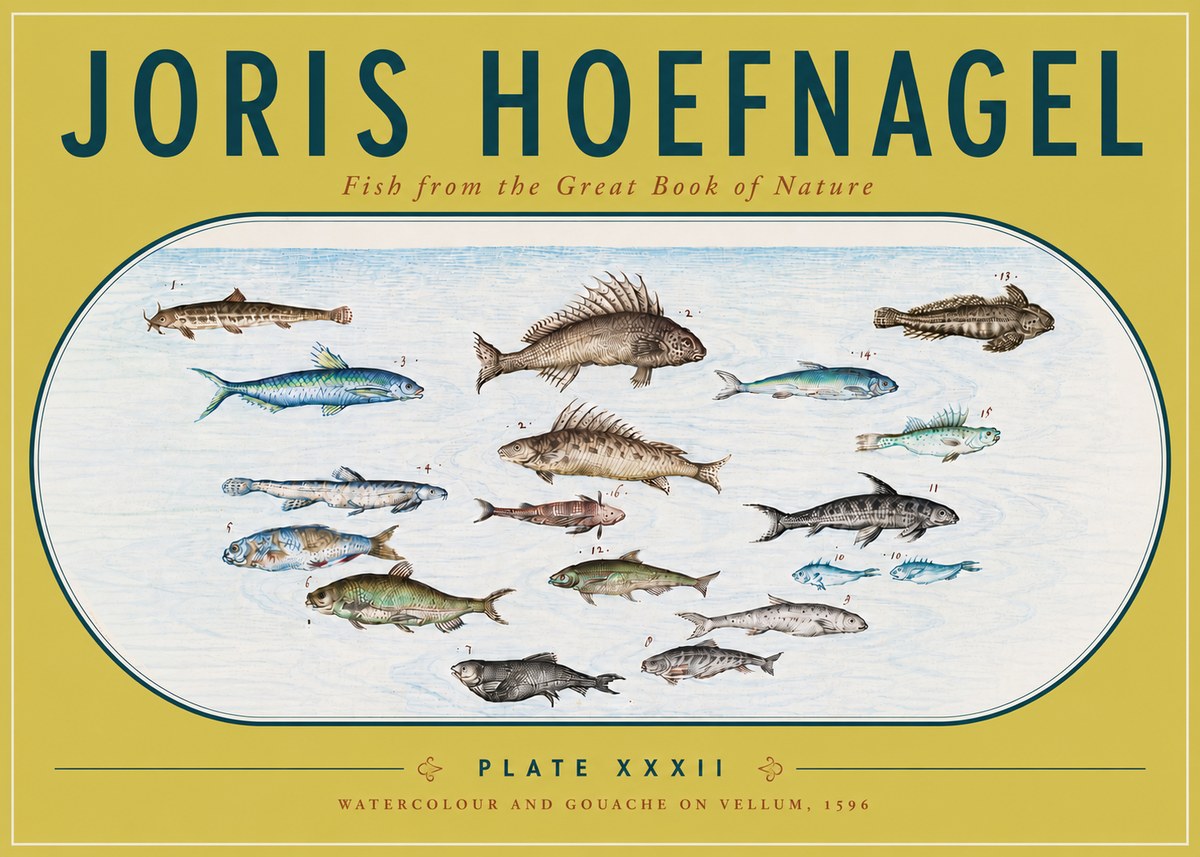 Joris Hoefnagel Fish from the Great Book of Nature No6 - Plakát