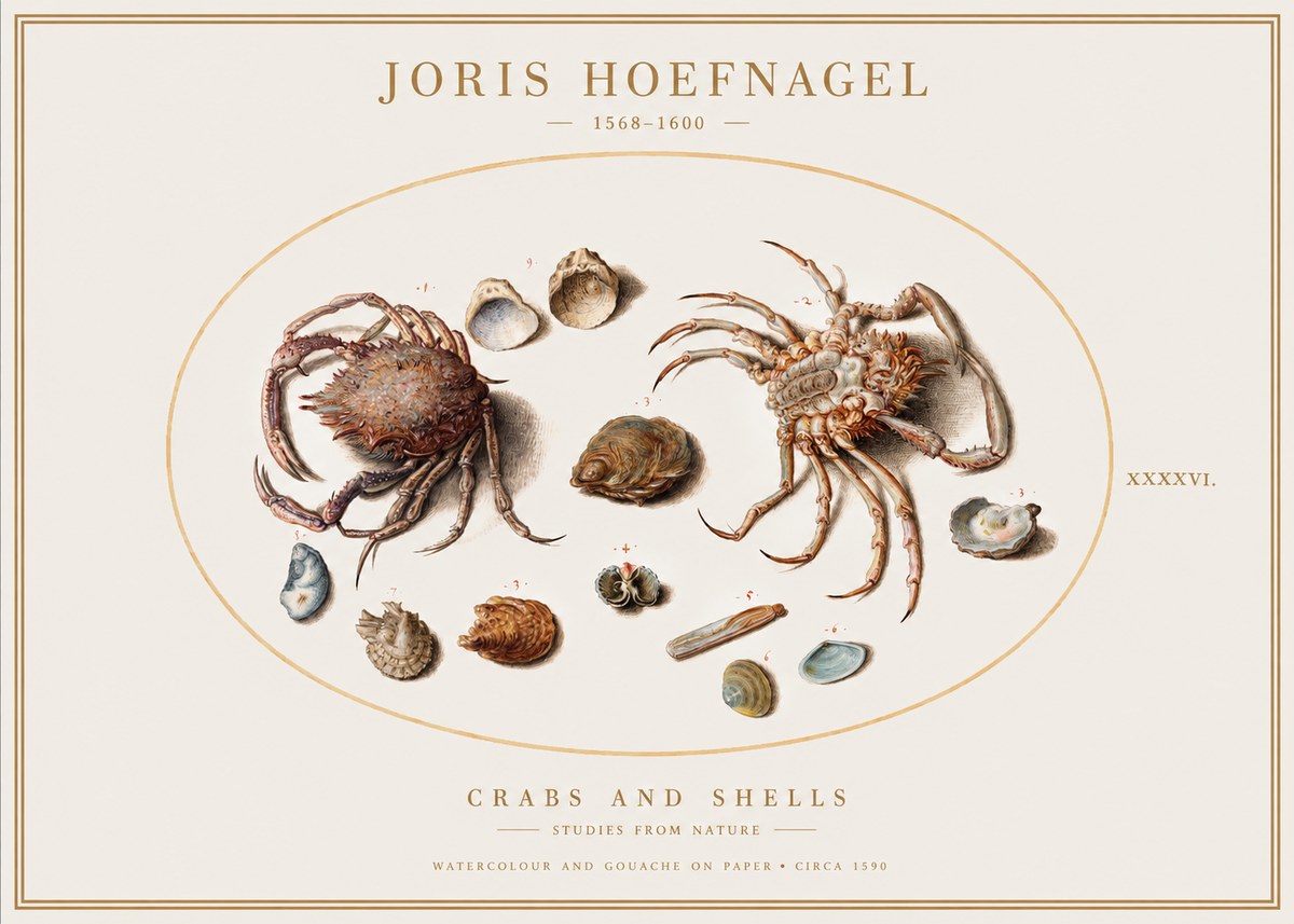 Joris Hoefnagel Crabs and Shells - Studies from Nature No1 - Plakát