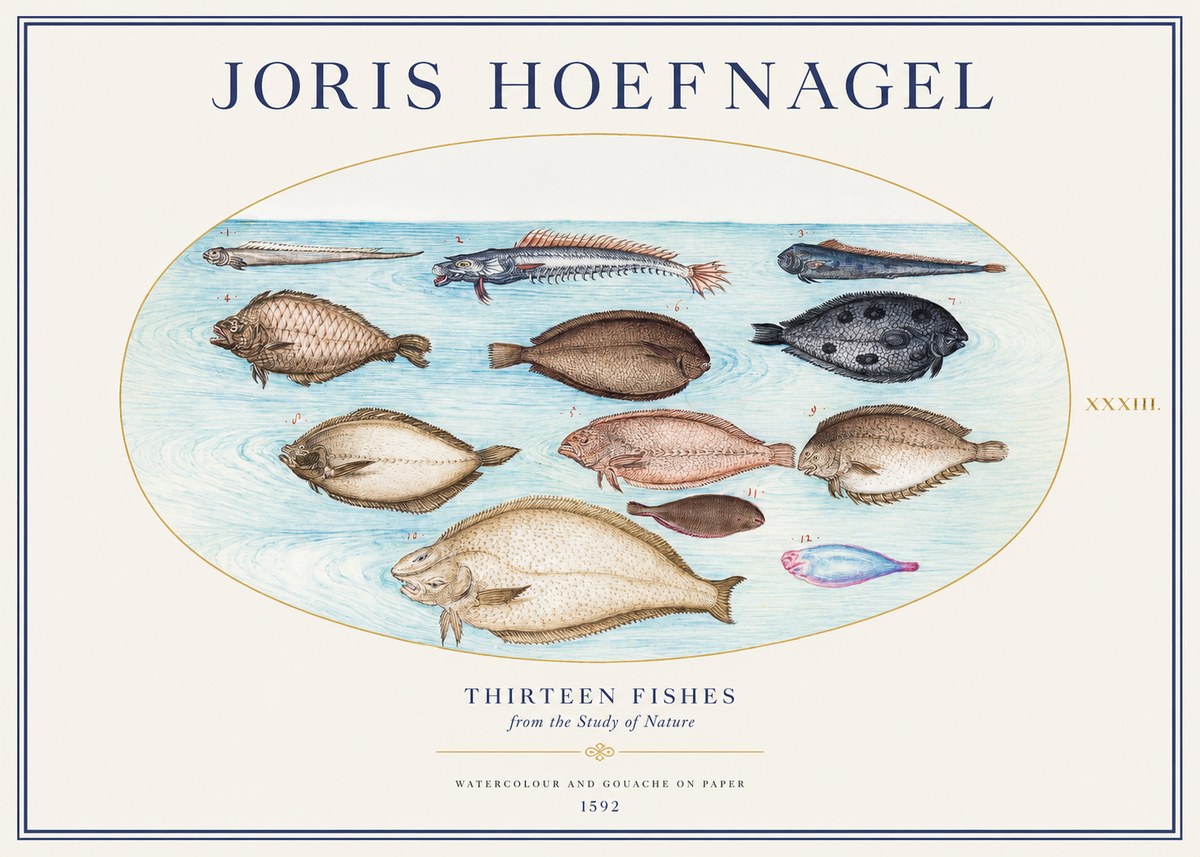 Joris Hoefnagel Thirteen Fishes from the Study of Nature No1 - Plakát