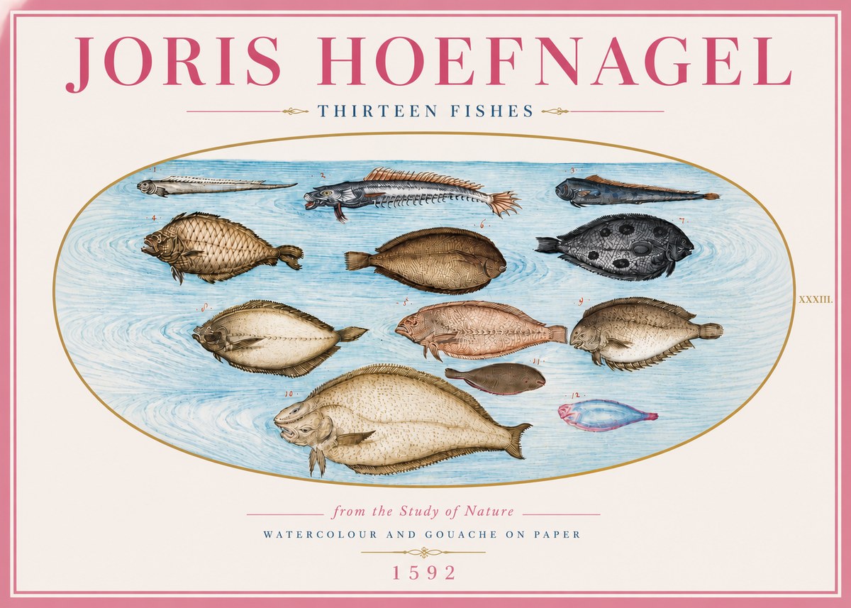 Joris Hoefnagel Thirteen Fishes from the Study of Nature No5 - Plakát