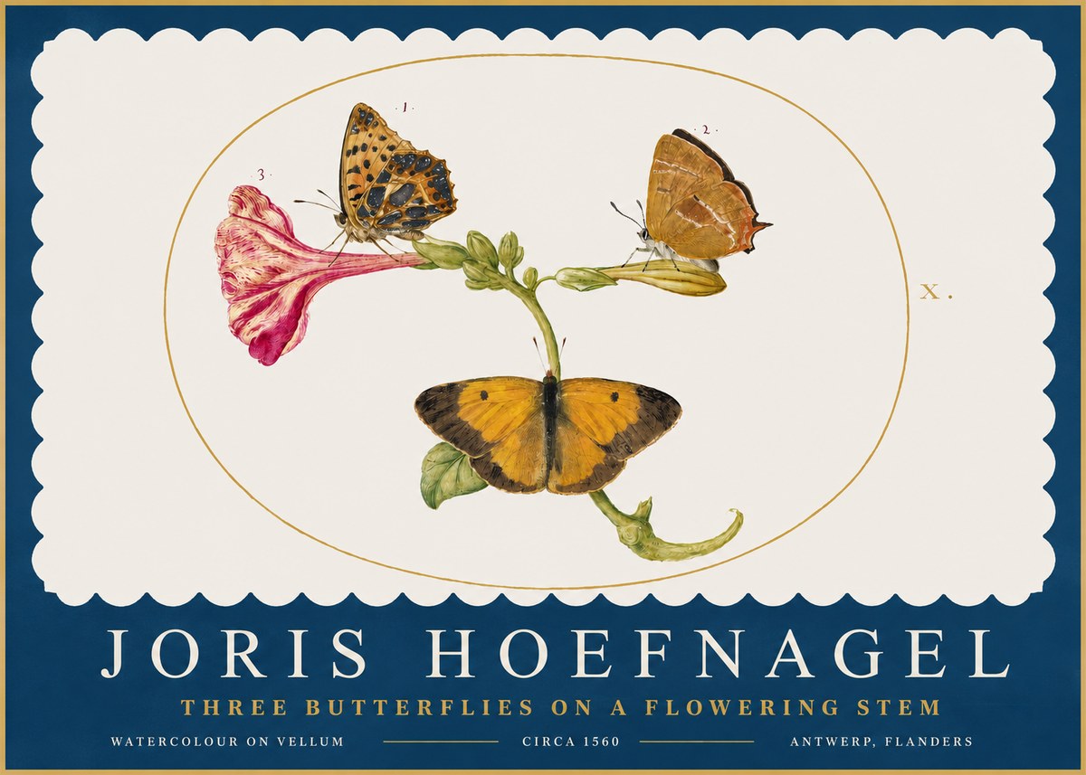 Joris Hoefnagel Three Butterflies on a Flowering Stem No2 - Plakát