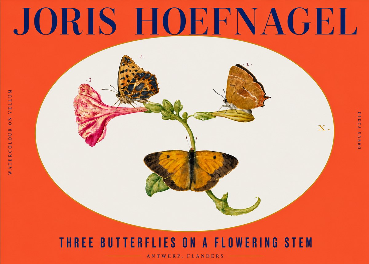 Joris Hoefnagel Three Butterflies on a Flowering Stem No3 - Plakát