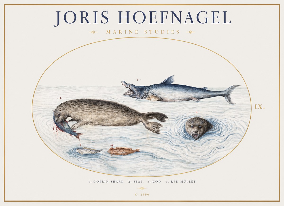 Joris Hoefnagel Marine Studies No1 - Plakát