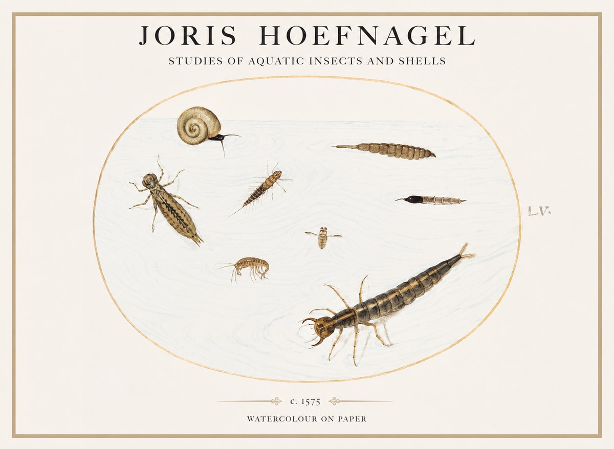 Joris Hoefnagel Studies of Aquatic Insects and Shells No1 - Plakát