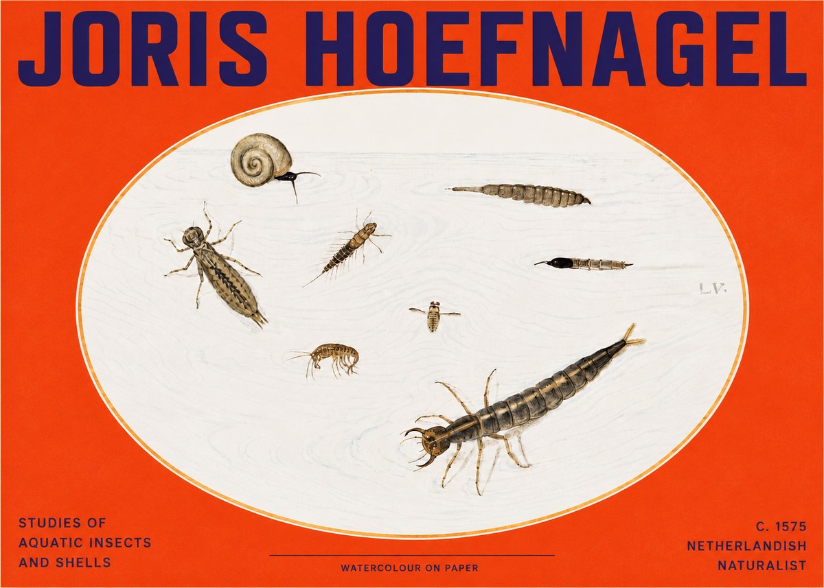Joris Hoefnagel Studies of Aquatic Insects and Shells No2 - Plakát