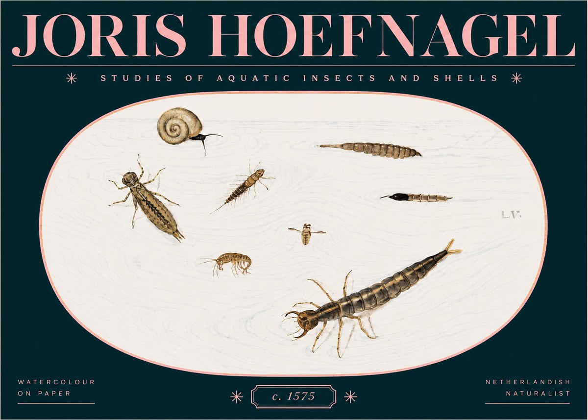 Joris Hoefnagel Studies of Aquatic Insects and Shells No3 - Plakát