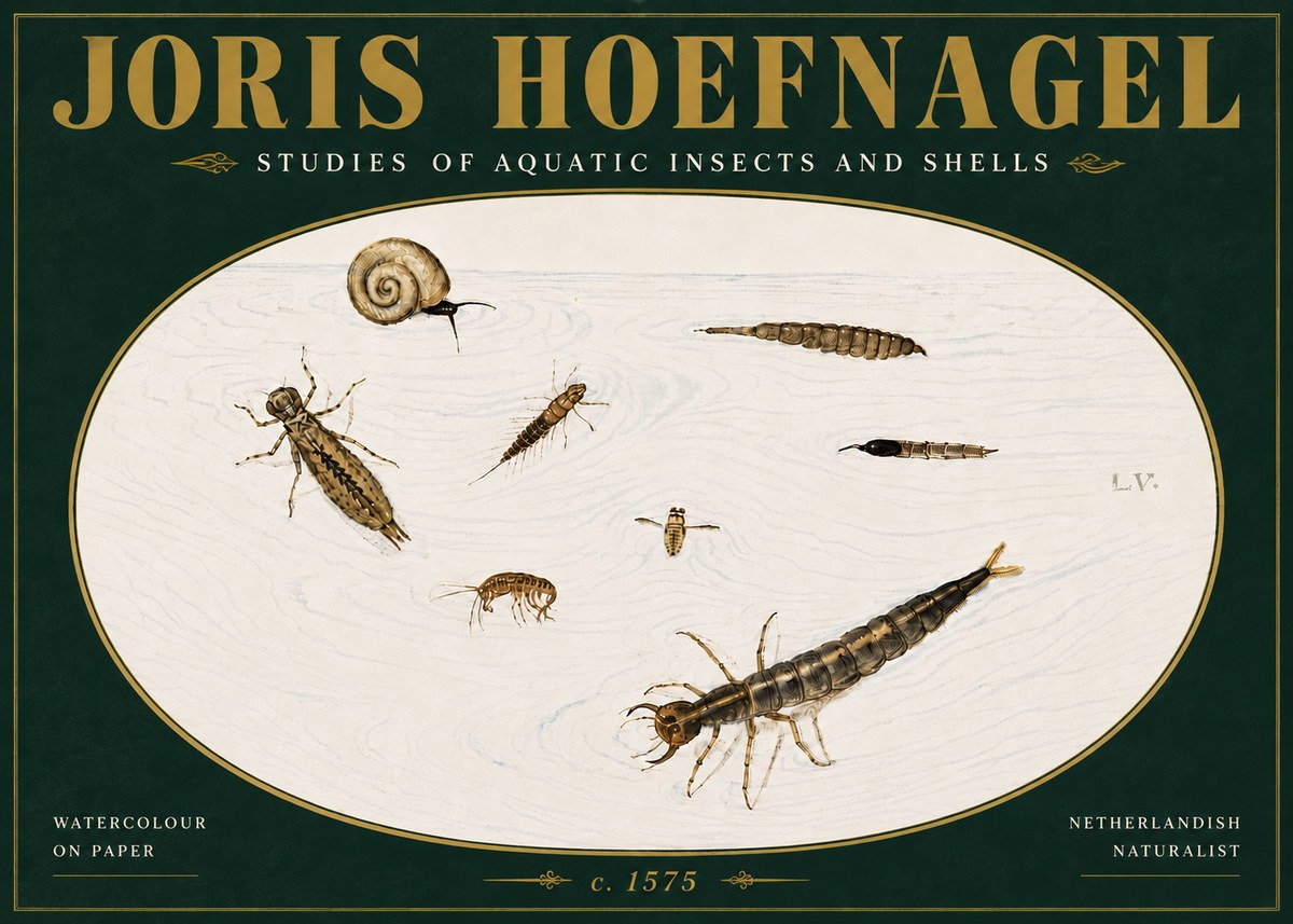 Joris Hoefnagel Studies of Aquatic Insects and Shells No5 - Plakát