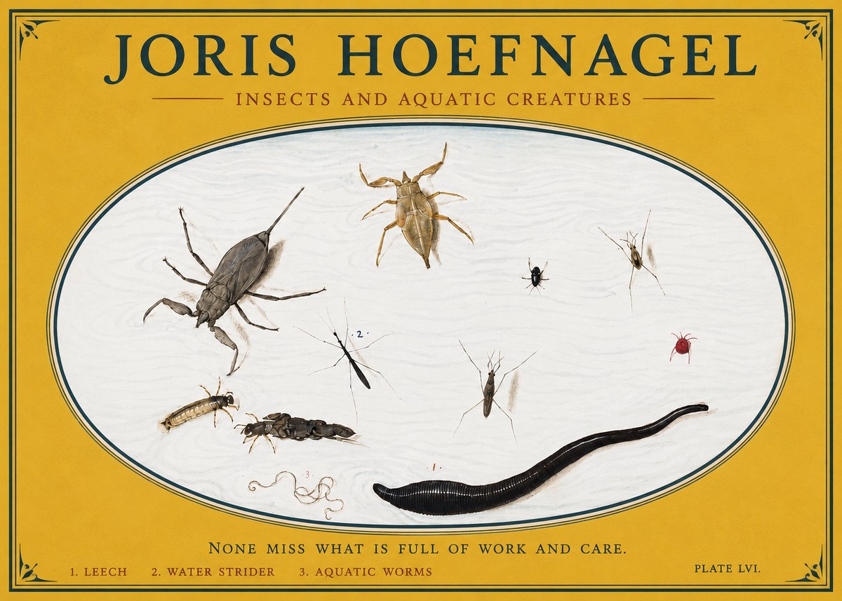 Joris Hoefnagel Insects and Aquatic Creatures No3 - Plakát