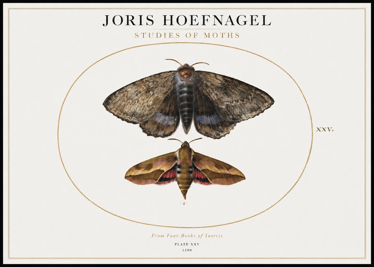 Joris Hoefnagel Studies of Moths I No1 - Plakát