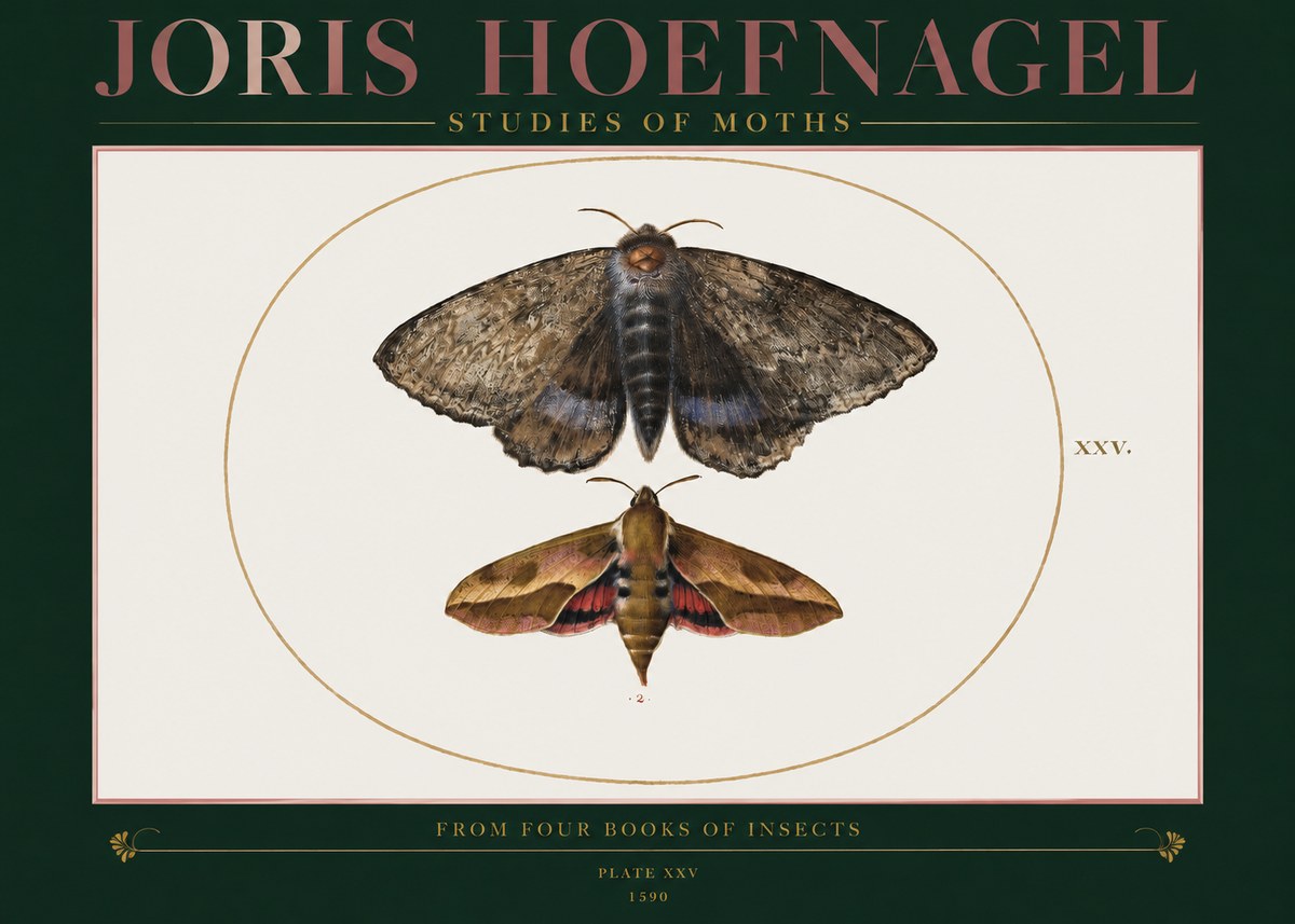 Joris Hoefnagel Studies of Moths I No2 - Plakát