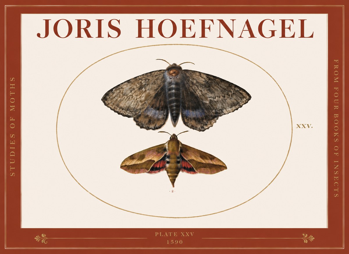 Joris Hoefnagel Studies of Moths I No3 - Plakát