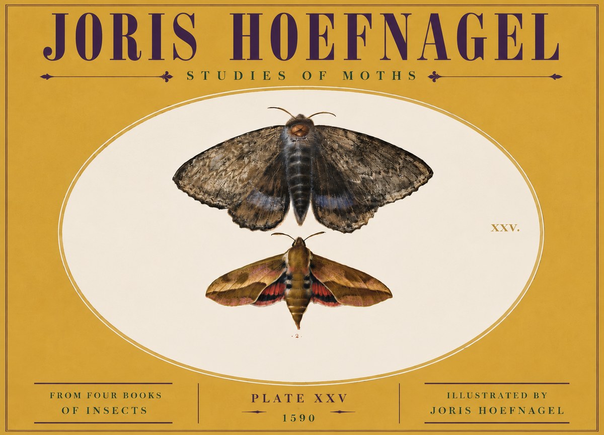Joris Hoefnagel Studies of Moths I No5 - Plakát