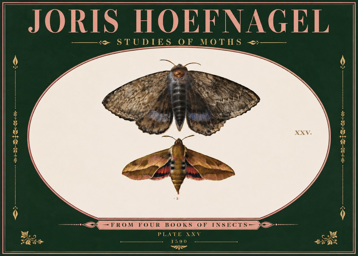 Joris Hoefnagel Studies of Moths I No6 - Plakát