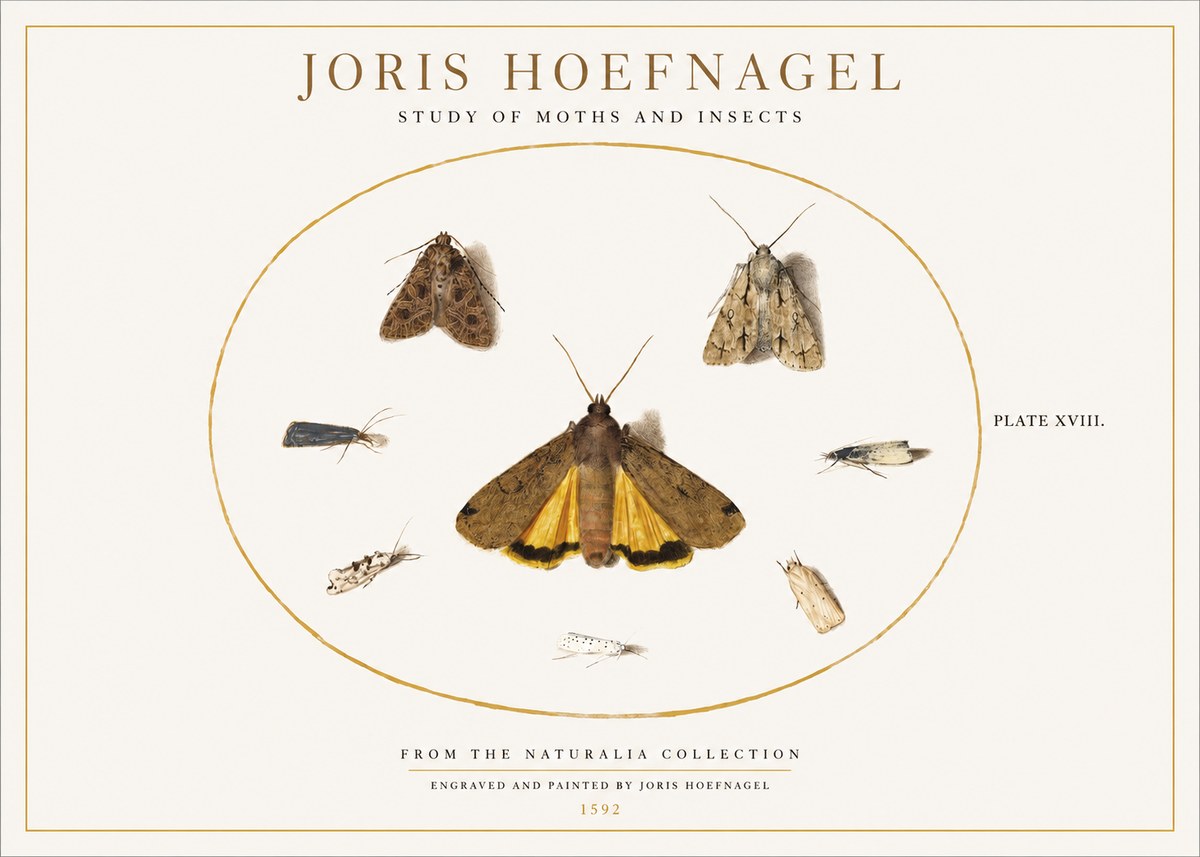 Joris Hoefnagel Study of Moths and Insects No1 - Plakát