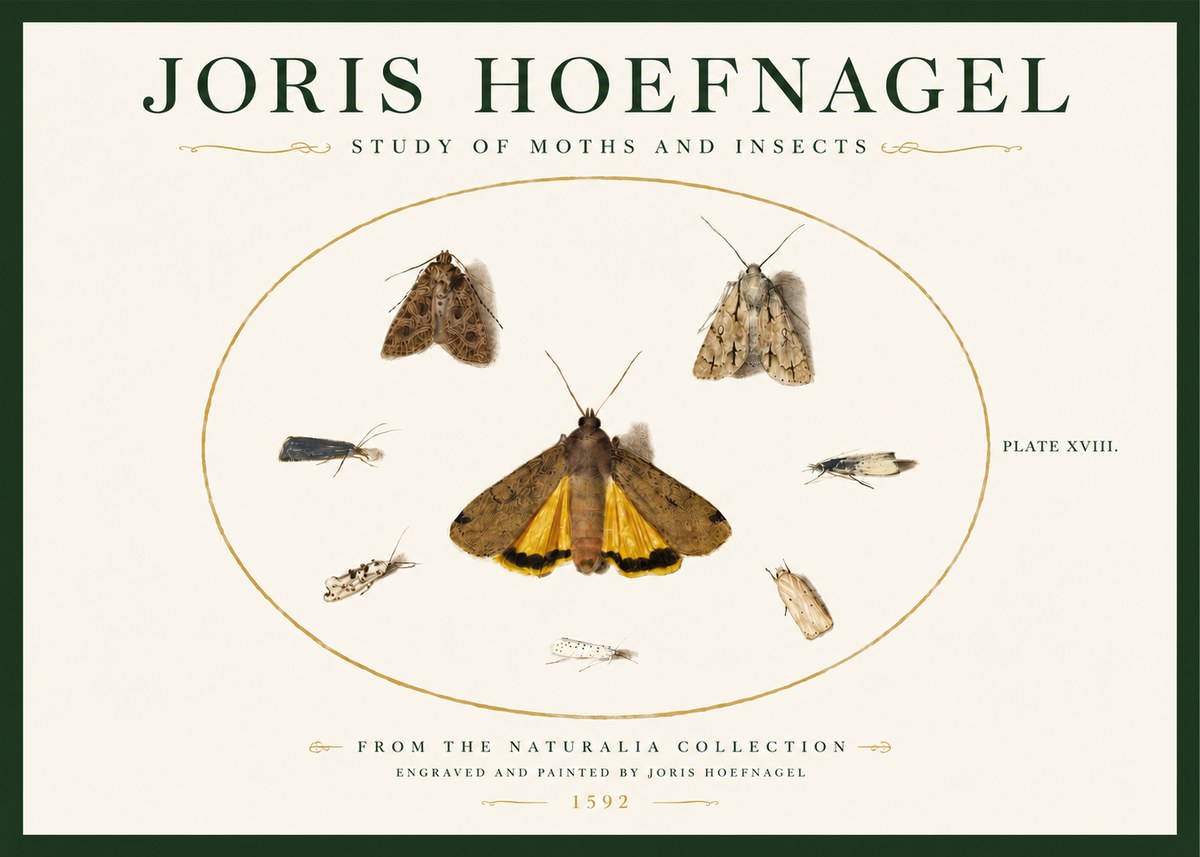 Joris Hoefnagel Study of Moths and Insects No3 - Plakát
