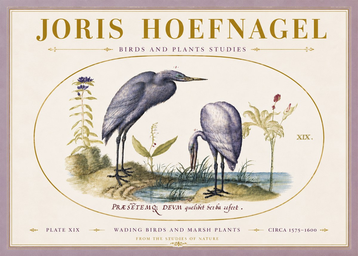 Joris Hoefnagel Wading Birds and Marsh Plants No5 - Plakát