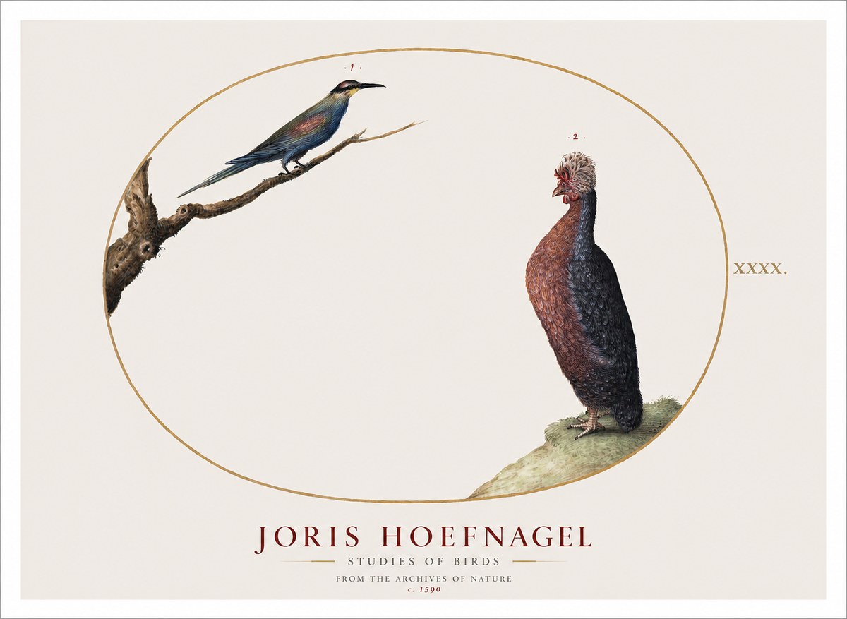 Joris Hoefnagel Studies of Birds I No1 - Plakát