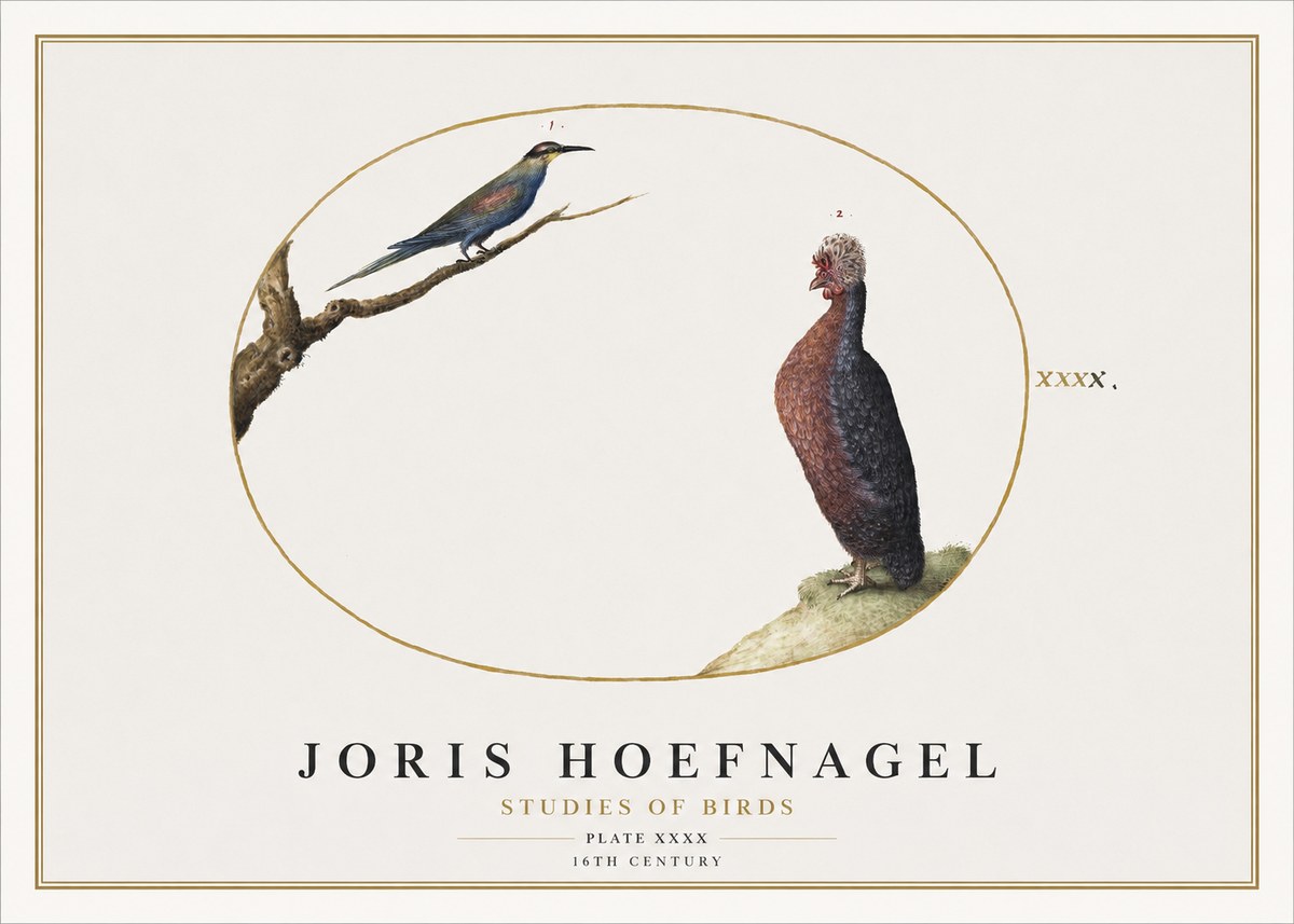 Joris Hoefnagel Studies of Birds I No2 - Plakát