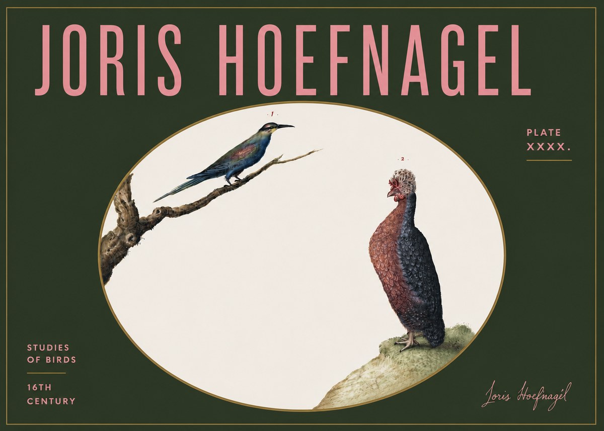 Joris Hoefnagel Studies of Birds I No5 - Plakát