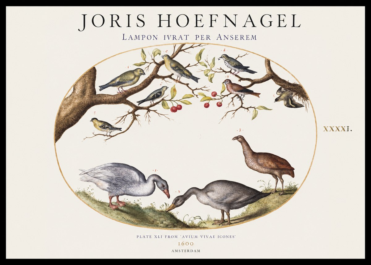 Joris Hoefnagel Lampon Ivrat per Anserem No1 - Plakát