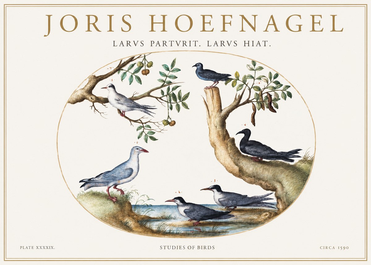 Joris Hoefnagel Studies of Birds II No1 - Plakát