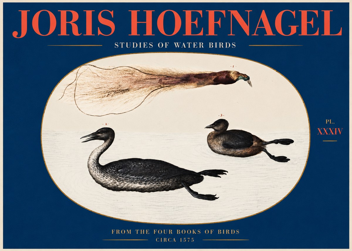 Joris Hoefnagel Studies of Water Birds No2 - Plakát